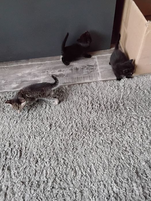 Отдам котят в хорошие руки