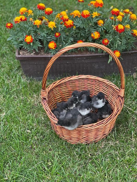 Pui de rasa Australorp si oua de incubat