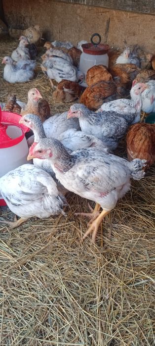 Pui rasa mixta,kabir și Monaco,puicute ouătoare,boboci rată