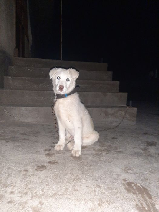 Alabay 2 oylik dan kattaroq