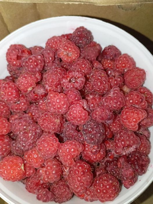 Продам малину свежесобранную