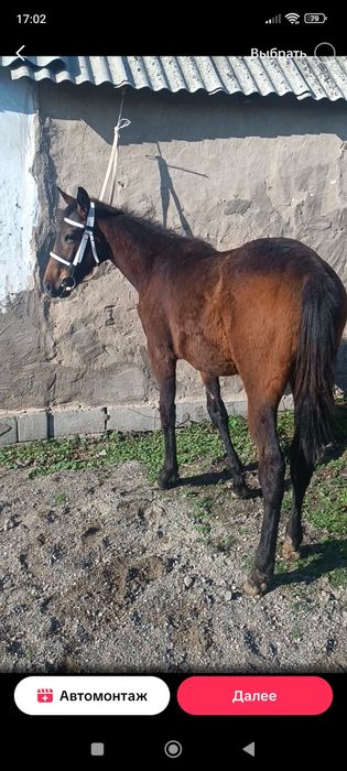 Ағылшын тай сатылады урғашы