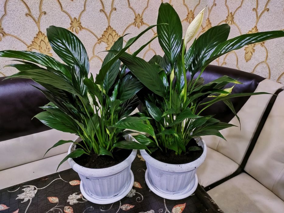 Растения. Есть доставка