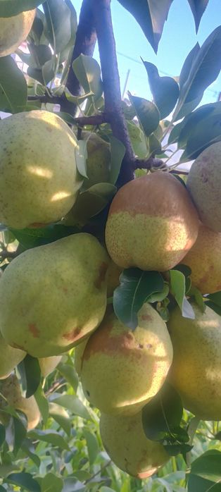 Pomi fructiferi de vanzare