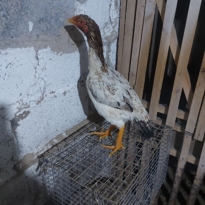 Шамо хинт 1.5 год