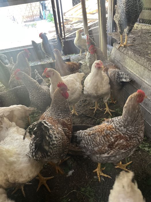 Продам петухов молодые