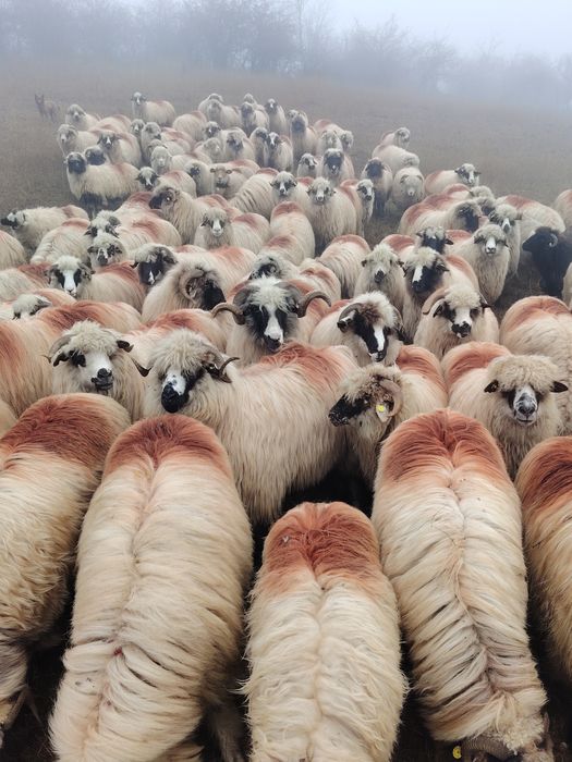 Vând oi tinere și frumoase!