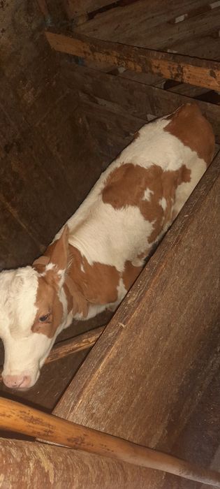 Vând vițel 3 săptămâni