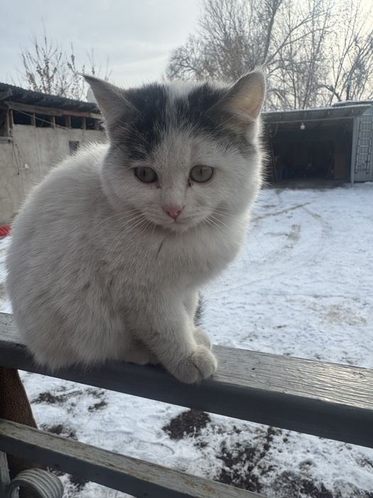 Мощные пушистики Классные котятки