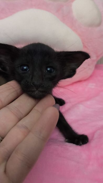 Ориентал ЧЁРНЫЙ котята !