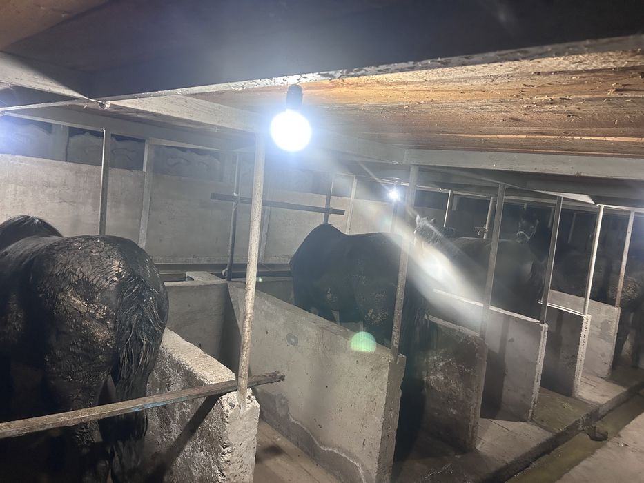 Бордақы жылқылар