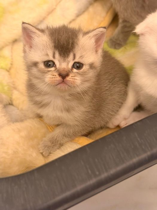 Британски късокосместа и шотландски клепоухи