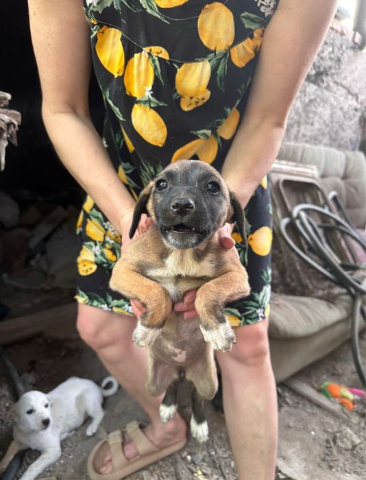 Щенки  отдам даром в белбулаке