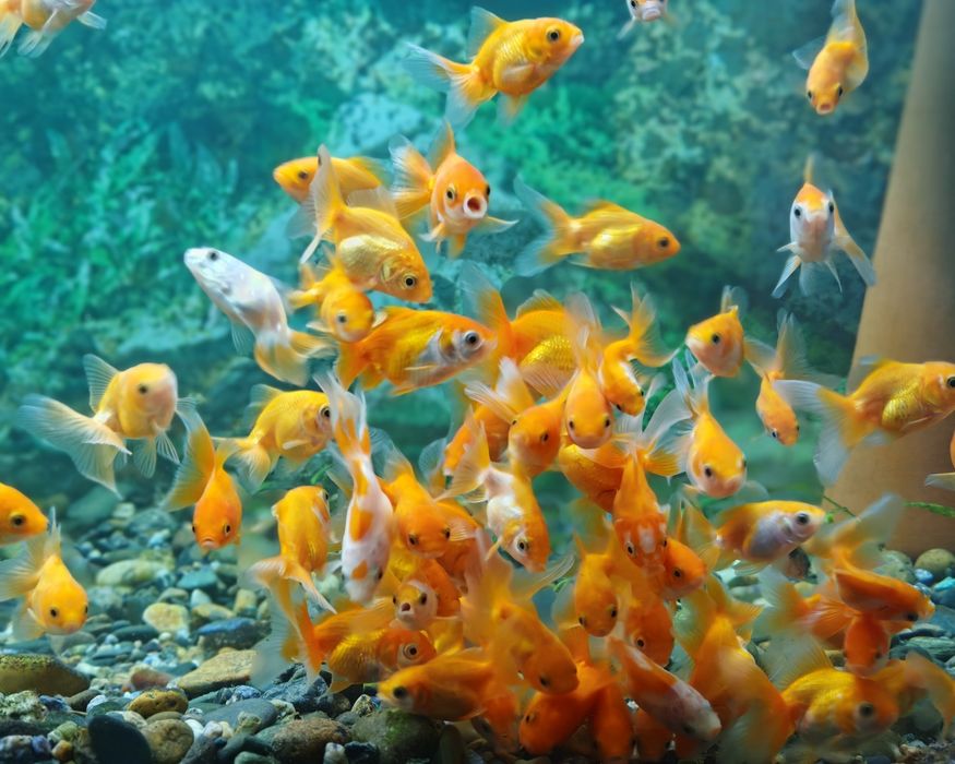 Аквариумные рыбки