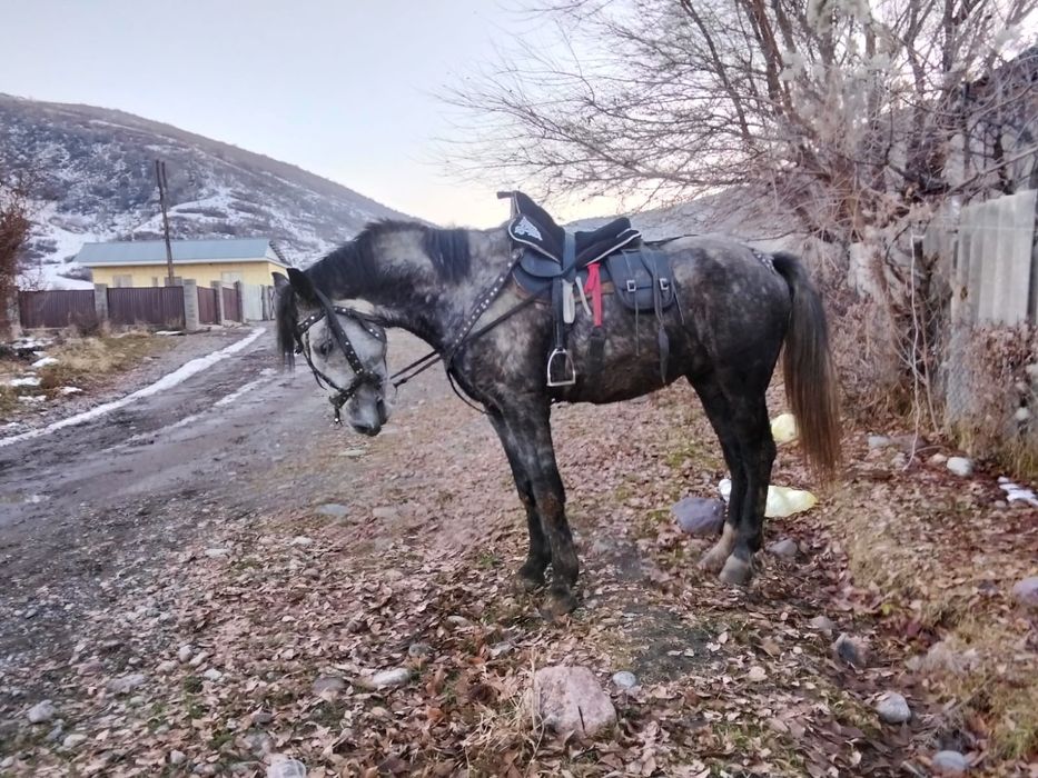 Продается жеребец