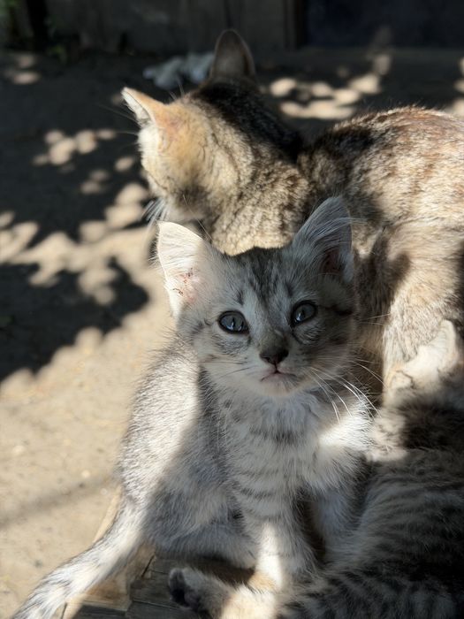Котята. Бесплатно.