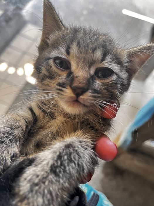 Котята сибирские