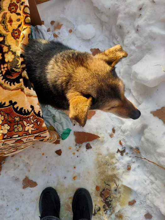 Собачка ищет хозяина