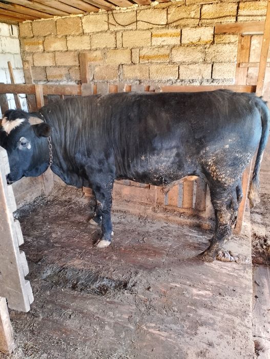 Бұқалар сатылады