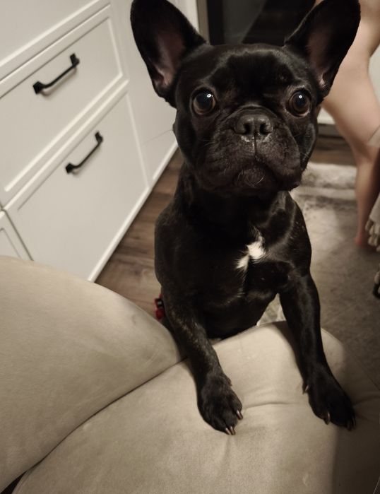 Вязка Девочка Французкий Бульдог