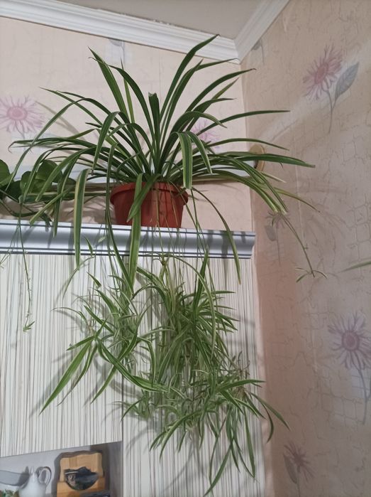 Цветок Хлорофитум комнатный