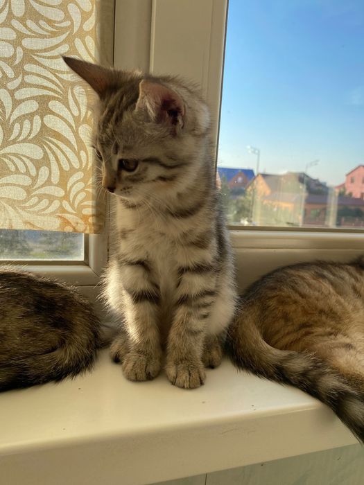 Котята в добрые руки