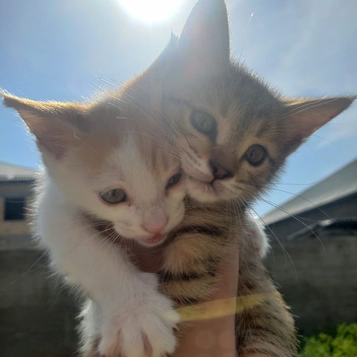 Котята в Шымкенте