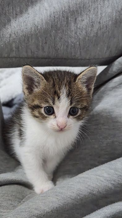 Котята в хорошие руки