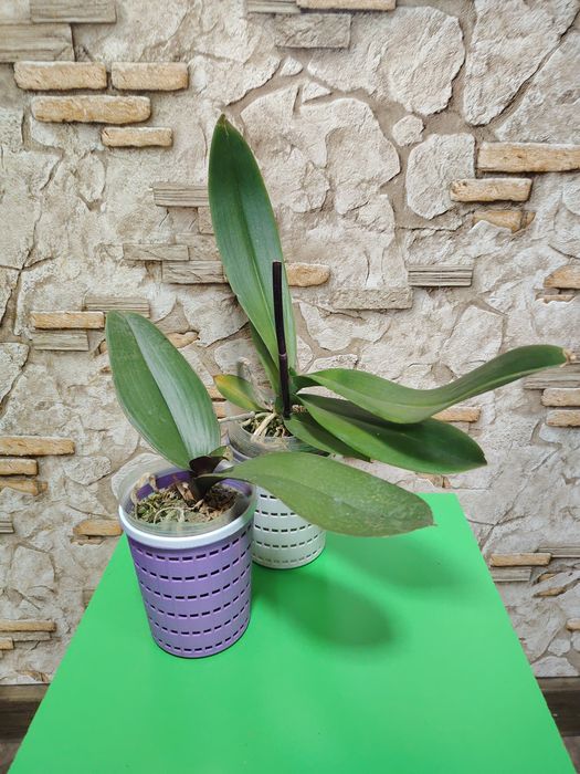 Оцветашки орхидеи