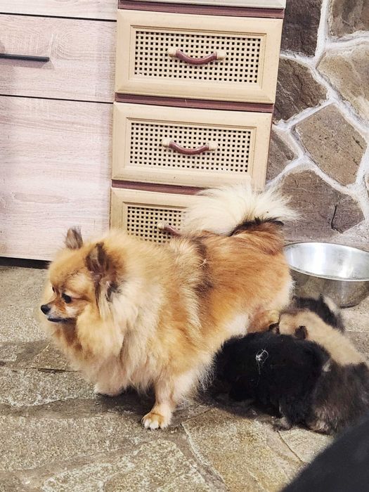 Померанчета, пухави топки