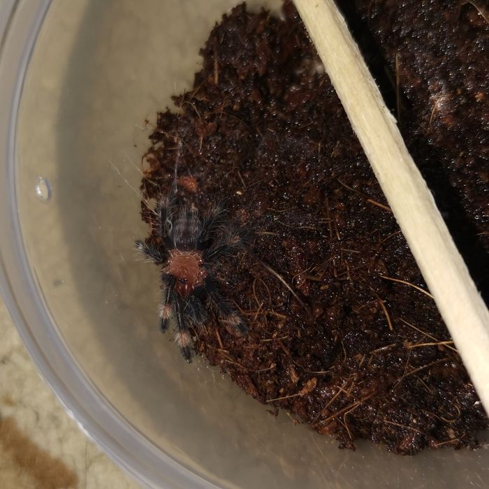 Паук птицеед Psalmopoesus irminia Малыши