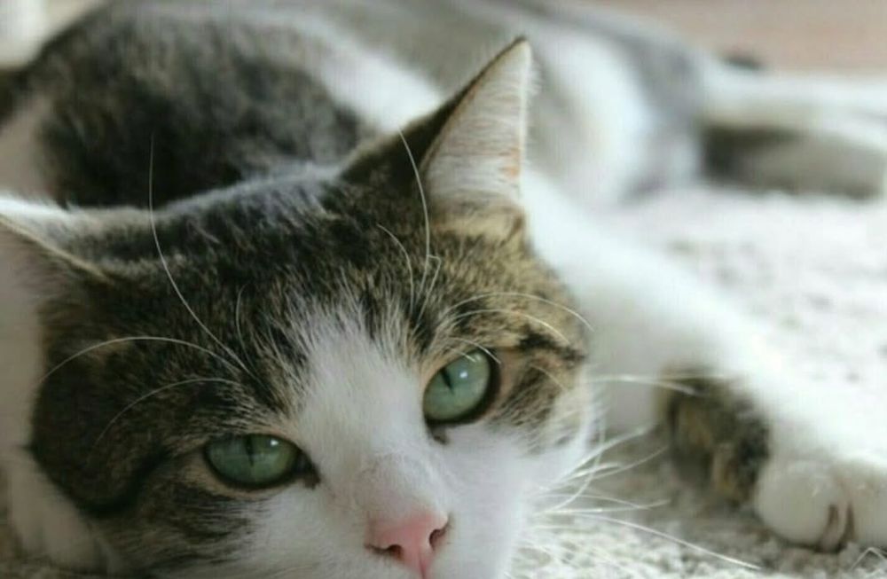 Кошечки разного возраста