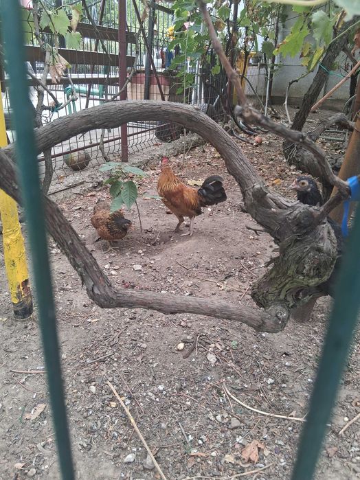 Găinușe și cocoșei pitice
