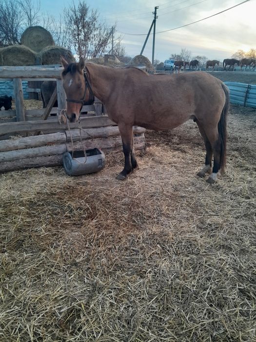 Продам лошадей жеребца и двух кабеля