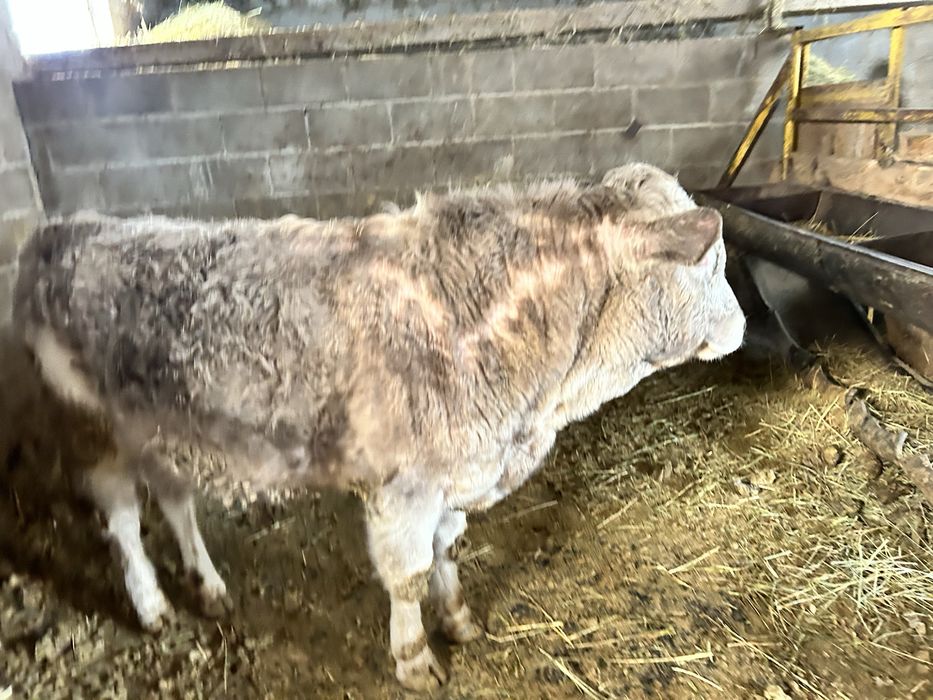 2 байланган бука сатылады