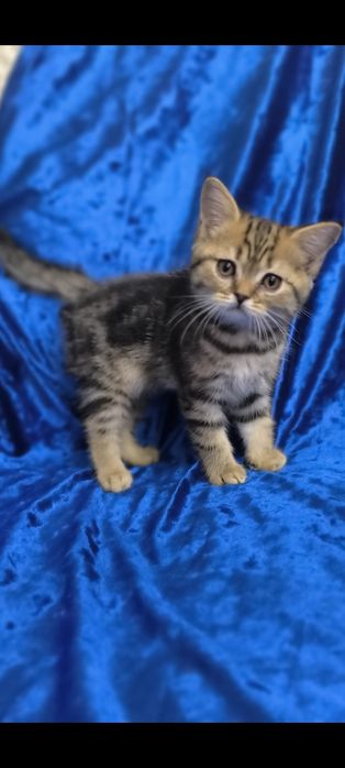 Котята Британская короткошерстная