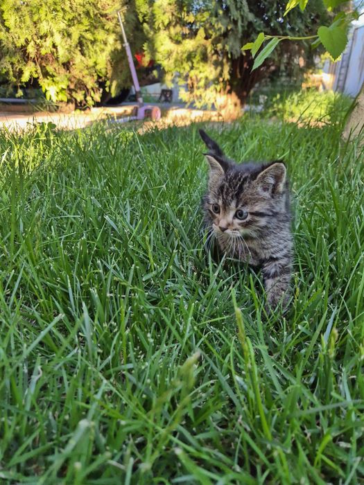 Котёнок, мальчик