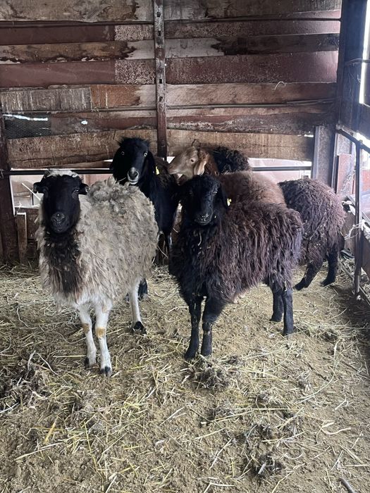 Бараны ягнята ..