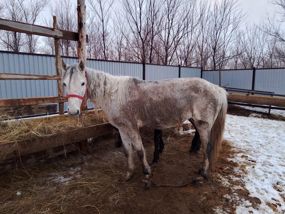 Бие бие бие бие бие