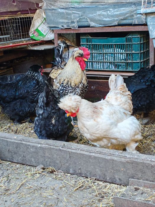 Ouă de incubație găini motate talie mare