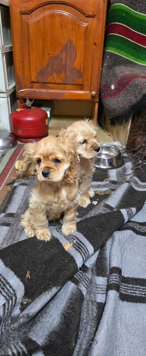 Американски кокери