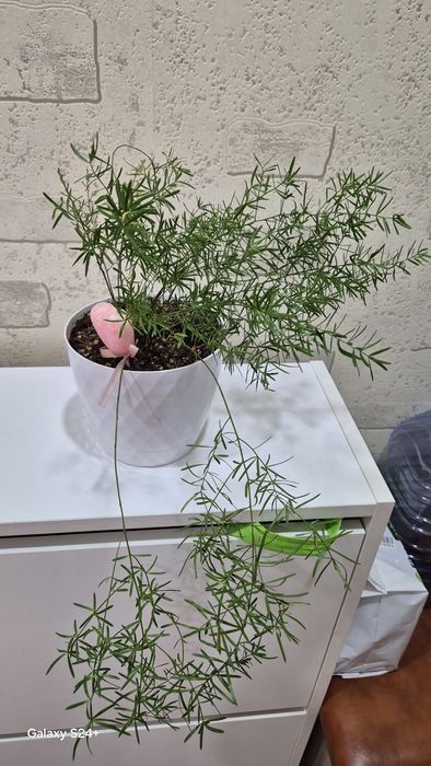 Аспарагус Шпренгера