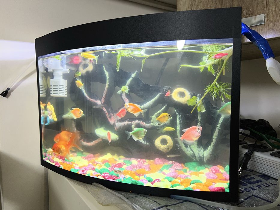 Akvarium baliqlari blan