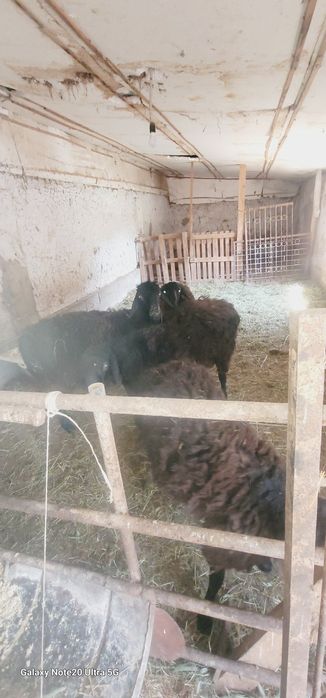 Qochqorlar sotiladi