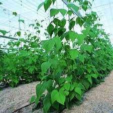 Plasa plante cataratoare (castraveti) 1,7x500m