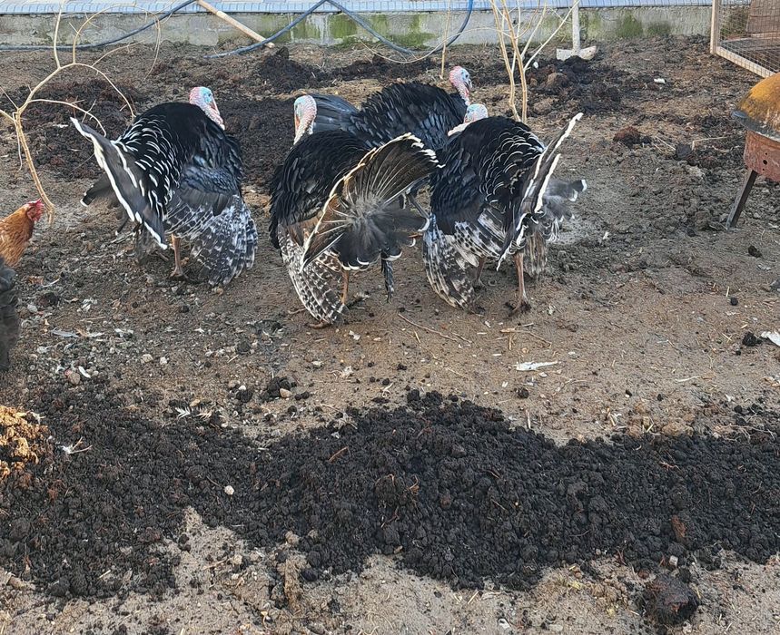 Ассалааму алайкум ва раҳматуллоҳи, далада бокилган куркалар сотилади