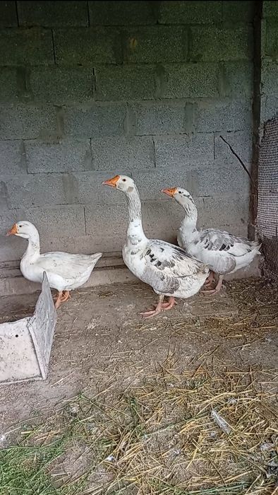 Гусак продаётся.