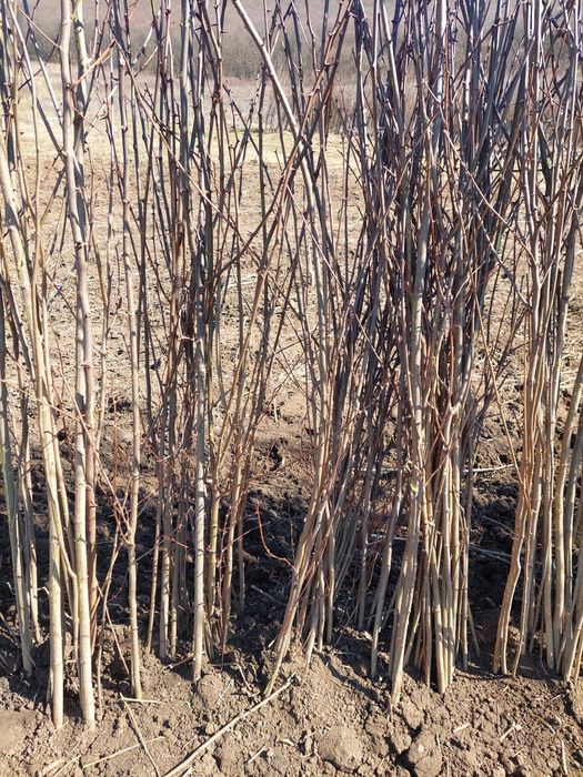 Vand puieți de salcâm