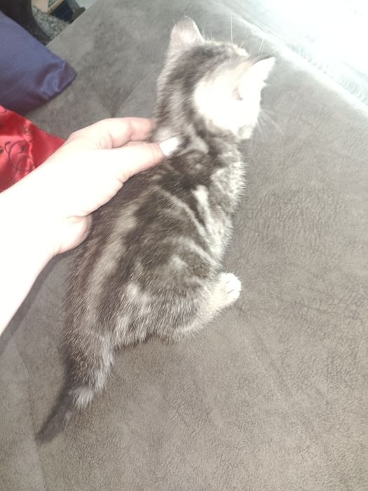 Шотландский прямоухий мальчик