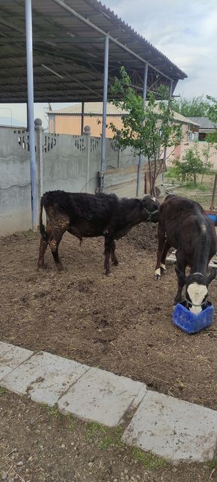 Бычок 1.2 месяца